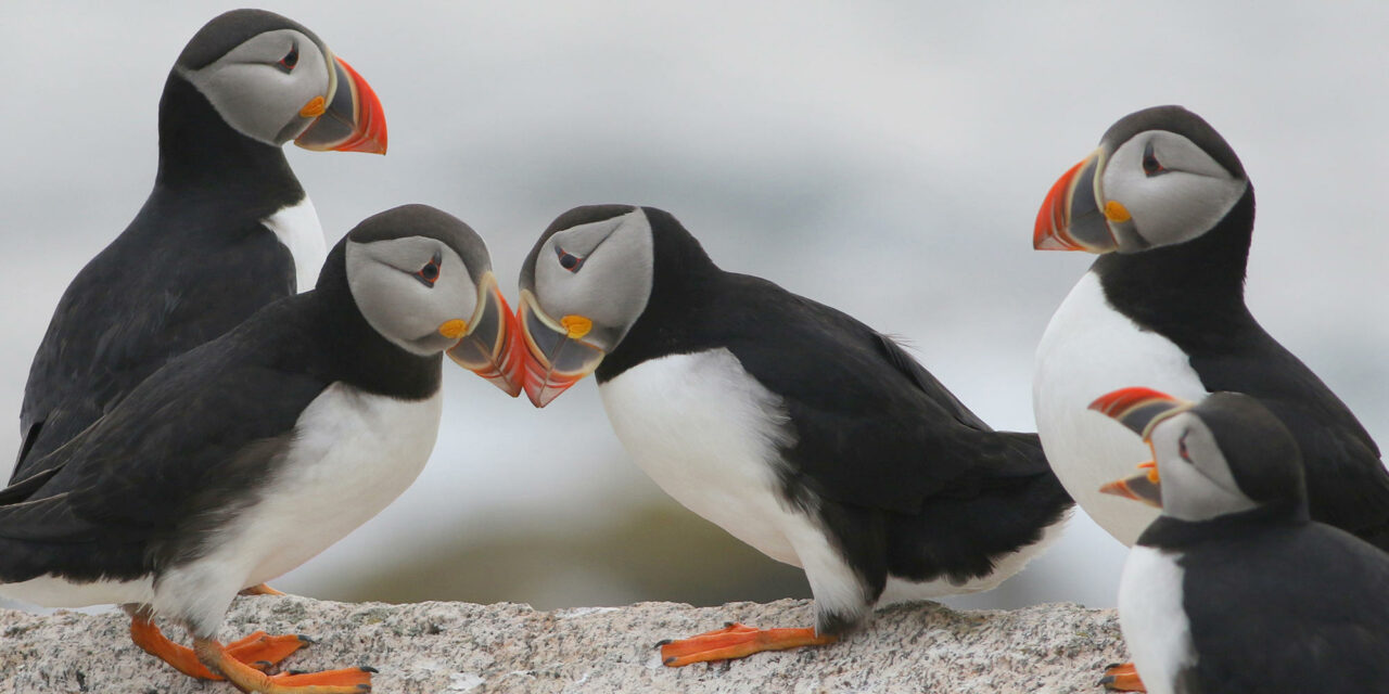 Projekt Puffin (Papageientaucher)